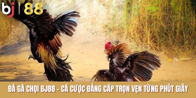 đá gà chọi tại BJ88
