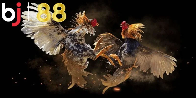 đá gà cựa dao BJ88