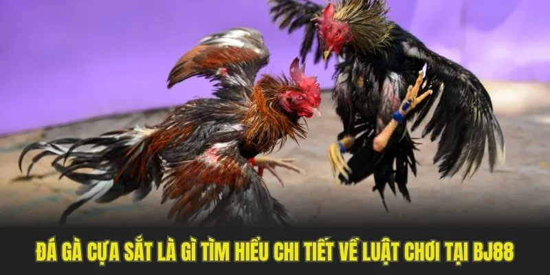 đá gà cựa sắt BJ88