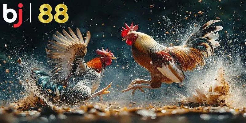 Giới thiệu hình thức đá gà Thomo nổi tiếng trong cộng đồng