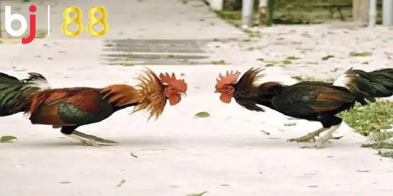 Kinh nghiệm cần chuẩn bị khi tham gia cược đá gà Thomo