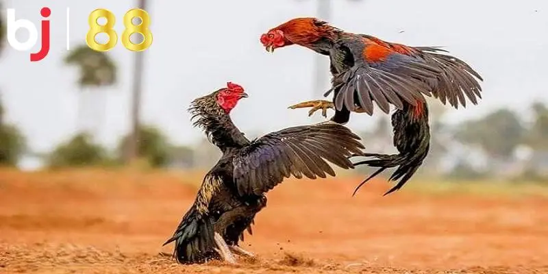 Vô vàn kèo cược xịn giúp người chơi linh động lựa chọn