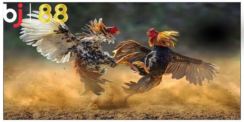 Ưu điểm khi tham gia dự đoán đá gà tại nền tảng game BJ88