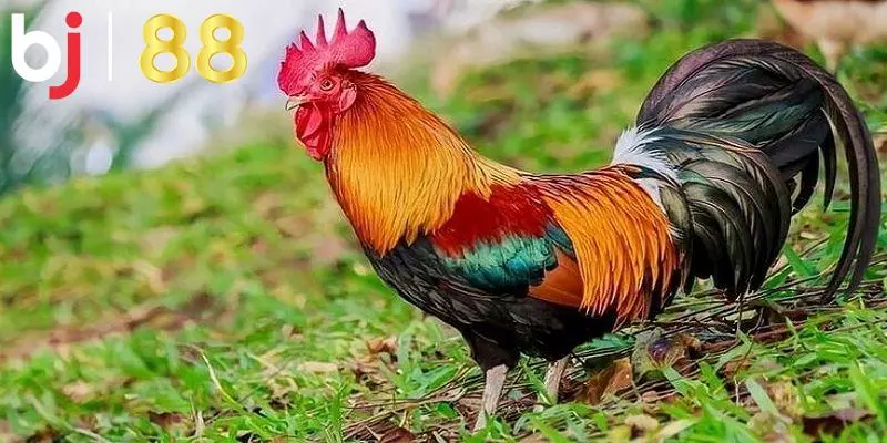 màu mạng gà đá BJ88