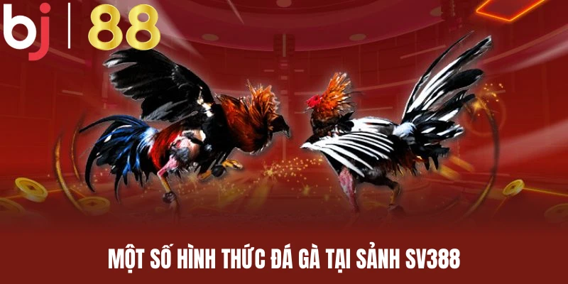 Điểm danh các hình thức đá gà hot tại sảnh SV388